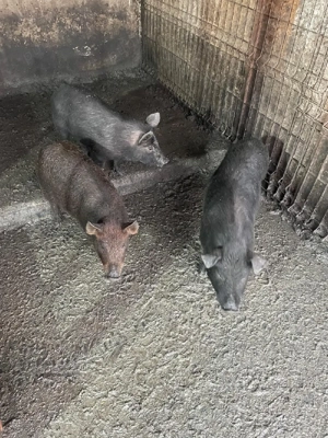 Mangalita somon - imagine 2