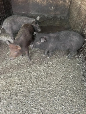 Mangalita somon - imagine 3