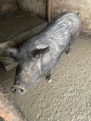 Mangalita somon - imagine 5