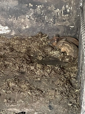 Mangalita somon - imagine 4