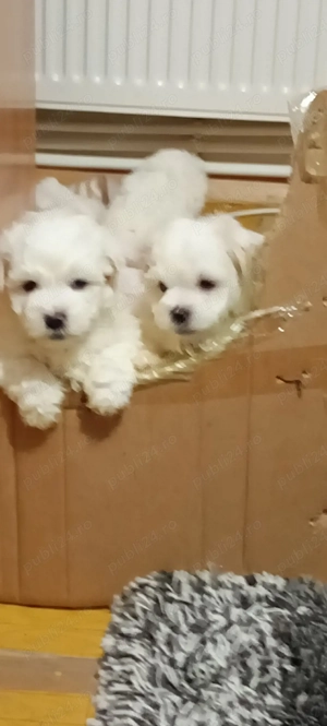 Bichon maltez