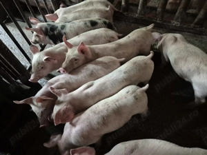 Purcei Rasă de carne Pic 