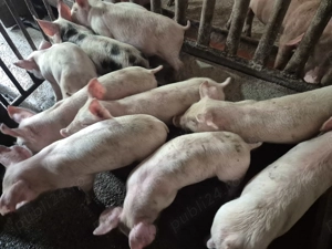 Purcei Rasă de carne Pic  - imagine 6