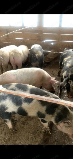  Purcele sănătoase de vânzare   crescute natural, în libertate ideale pentru reproducție - imagine 3