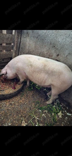  Purcele sănătoase de vânzare   crescute natural, în libertate ideale pentru reproducție