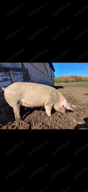  Purcele sănătoase de vânzare   crescute natural, în libertate ideale pentru reproducție - imagine 2