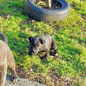Femele Cane Corso  - imagine 2