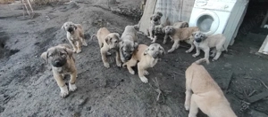 Pui Kangal - imagine 2