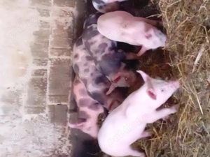 Purcei de vânzare  - imagine 4