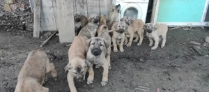 Pui Kangal