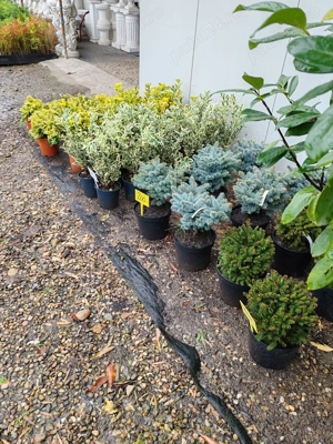 Plante ornamentale la ghiveci