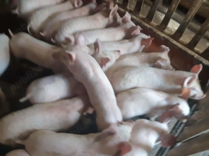 Purcei Pic de Carne de 8-9 săptămâni  - imagine 5