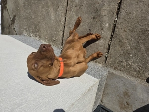 Vizsla maghiara mascul - imagine 3