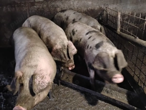 Porci 200kg - imagine 3