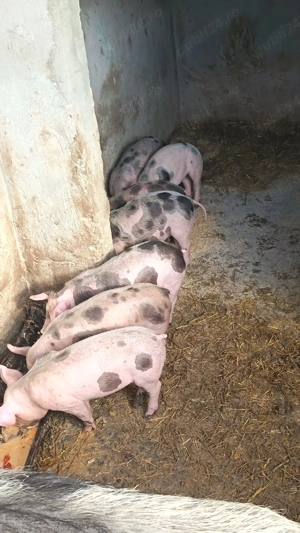 vand purcei 6 săptămâni  - imagine 2