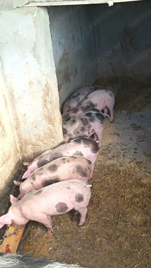 vand purcei 6 săptămâni 