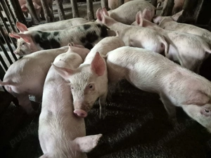 Purcei 8 săpt. Rasă de Carne Originală  - imagine 6