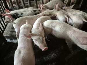 Purcei 8 săpt. Rasă de Carne Originală  - imagine 7