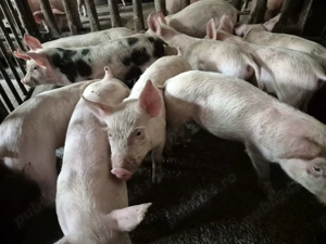 Purcei 8 săpt. Rasă de Carne Originală  - imagine 5