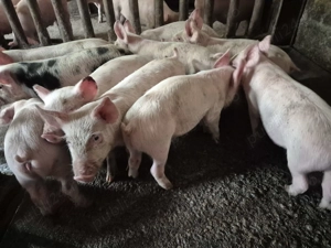 Purcei 8 săpt. Rasă de Carne Originală 