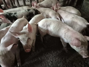 Purcei 8 săpt. Rasă de Carne Originală  - imagine 3