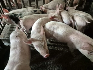 Purcei 8 săpt. Rasă de Carne Originală  - imagine 8