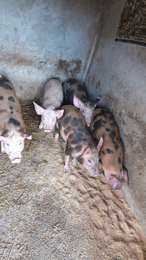 vând purcei 10 săptămâni