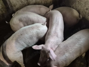 Porci 85-100kg Pic - imagine 3