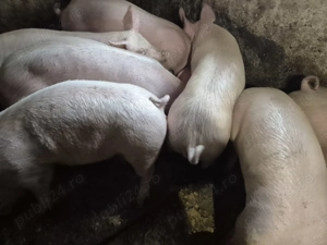 Porci 85-100kg Pic - imagine 5