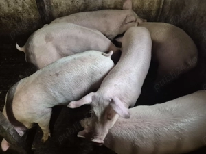 Porci 85-100kg Pic - imagine 2