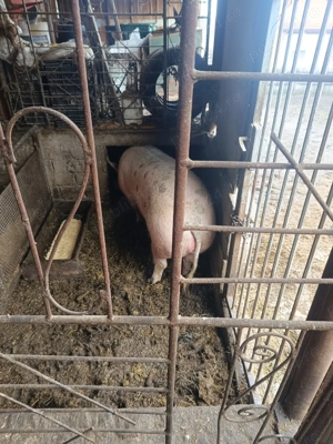 Porci bio (pentru cine se respectă)  - imagine 3