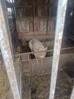 Porci bio (pentru cine se respectă)  - imagine 5