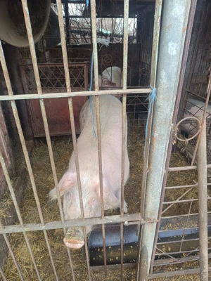 Porci bio (pentru cine se respectă)  - imagine 4