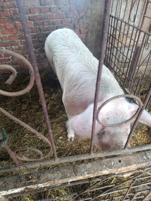 Porci bio (pentru cine se respectă)  - imagine 2