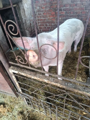 Porci bio (pentru cine se respectă) 