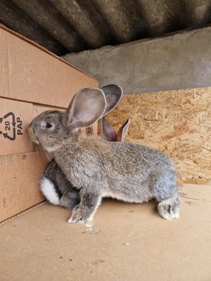 Iepuri urias german cauta casa noua - imagine 4