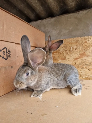 Iepuri urias german cauta casa noua - imagine 2