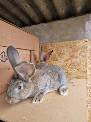 Iepuri urias german cauta casa noua - imagine 3