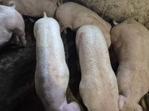 Porci de Carne 90-100kg - imagine 3