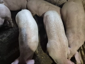 Porci de Carne 90-100kg - imagine 2