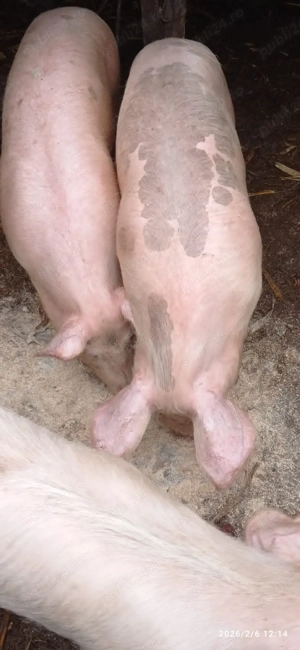 animal de gradina  - imagine 3