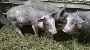 1vierut si o scrofita piatrain belgian