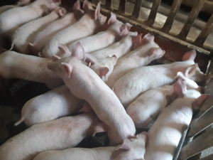 Purcei de carne de 8-9 săptămâni  - imagine 7