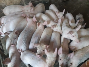 Purcei de carne de 8-9 săptămâni  - imagine 3