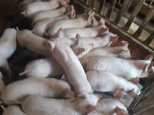 Purcei de carne de 8-9 săptămâni  - imagine 9