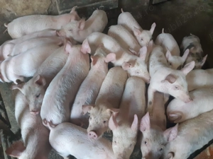 Purcei de carne de 8-9 săptămâni 