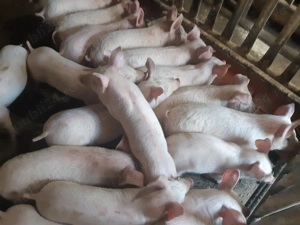 Purcei de carne de 8-9 săptămâni  - imagine 10