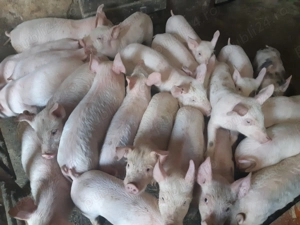 Purcei de carne de 8-9 săptămâni  - imagine 4