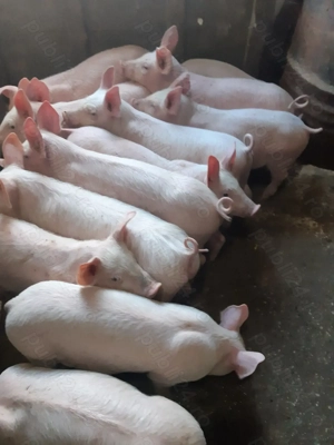 Purcei 9 săptămâni  - imagine 4