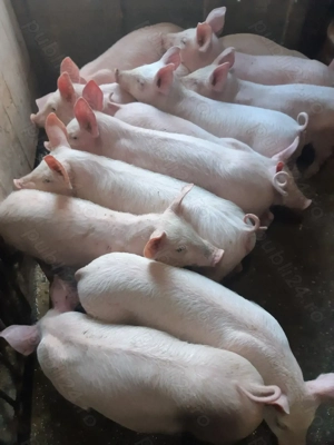 Purcei 9 săptămâni  - imagine 7